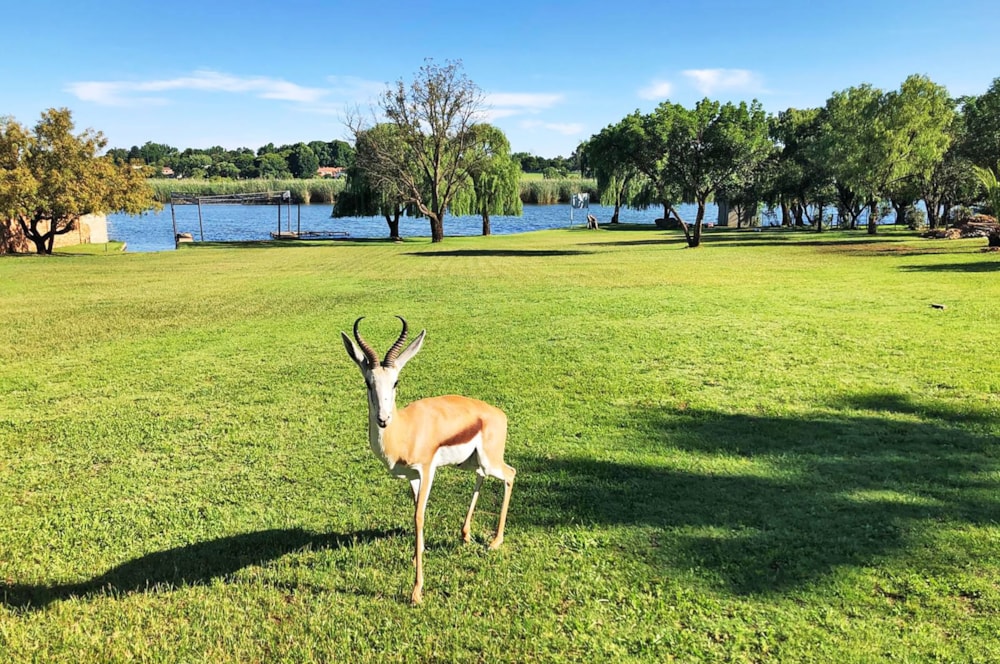 Residential vacant land for sale in Kaalplaats - 1VT1709060