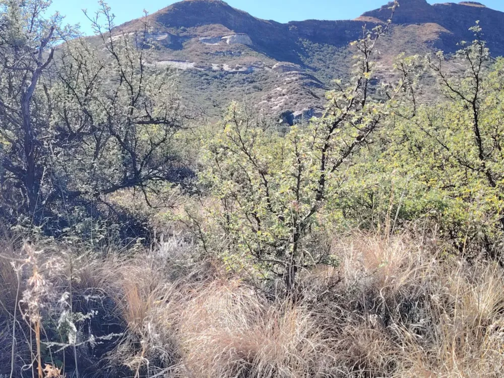 Vacant land for sale in Clarens - 1CS1709739