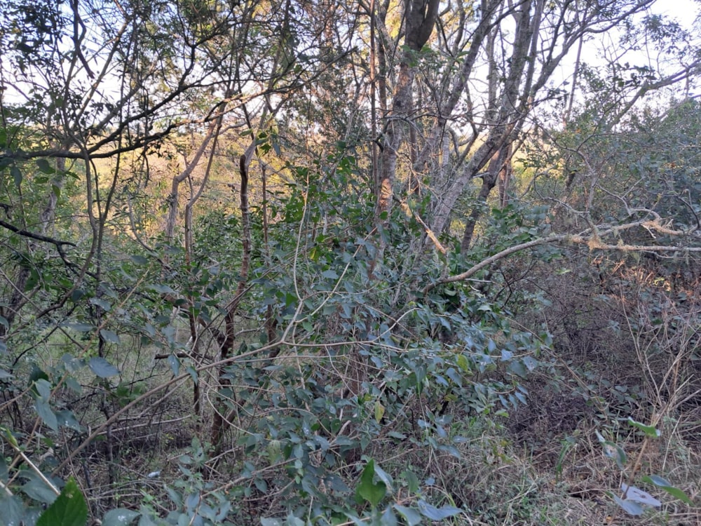 Vacant land for sale in Bathurst - 1PF1710896 Vacant land for sale in Bathurst - 1PF1710896