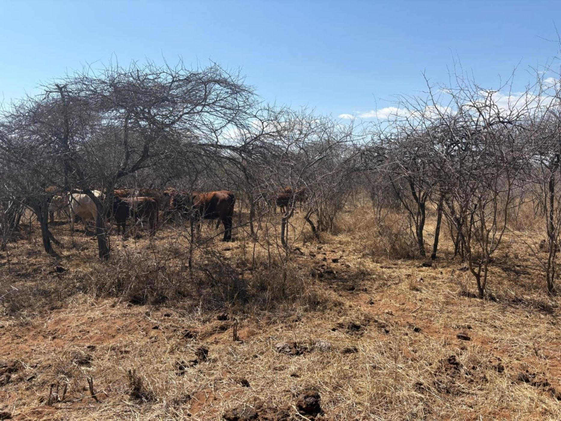 Game farm for sale in Makhado (Louis Trichardt) - 1TA1710252