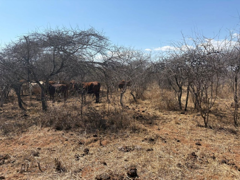 Game farm for sale in Makhado (Louis Trichardt) - 1TA1710252 Game farm for sale in Makhado (Louis Trichardt) - 1TA1710252