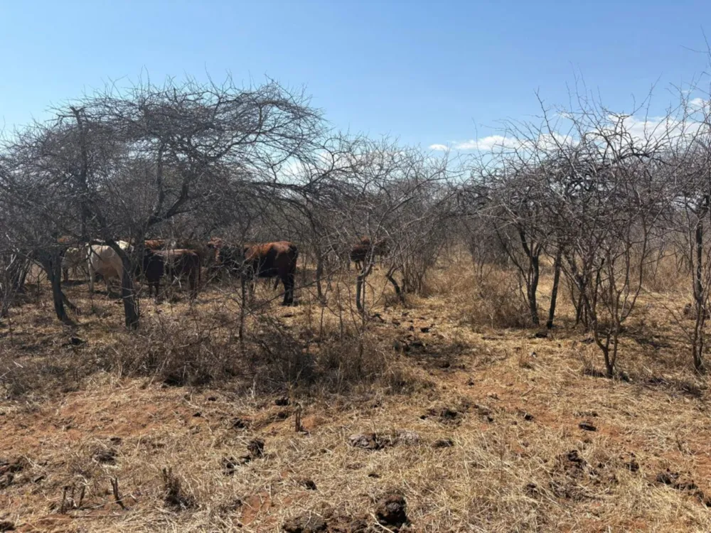 Game farm for sale in Makhado (Louis Trichardt) - 1TA1710252 Game farm for sale in Makhado (Louis Trichardt) - 1TA1710252