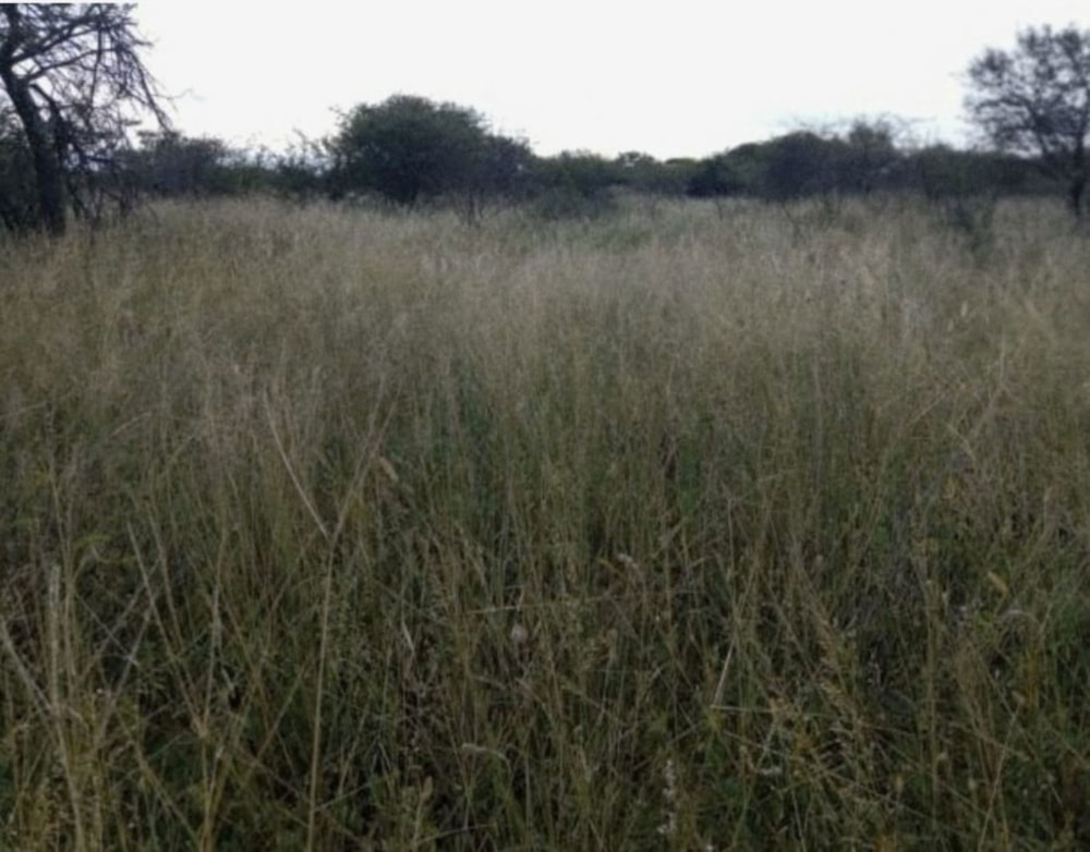 Game farm for sale in Makhado (Louis Trichardt) - 1TA1710252 Game farm for sale in Makhado (Louis Trichardt) - 1TA1710252