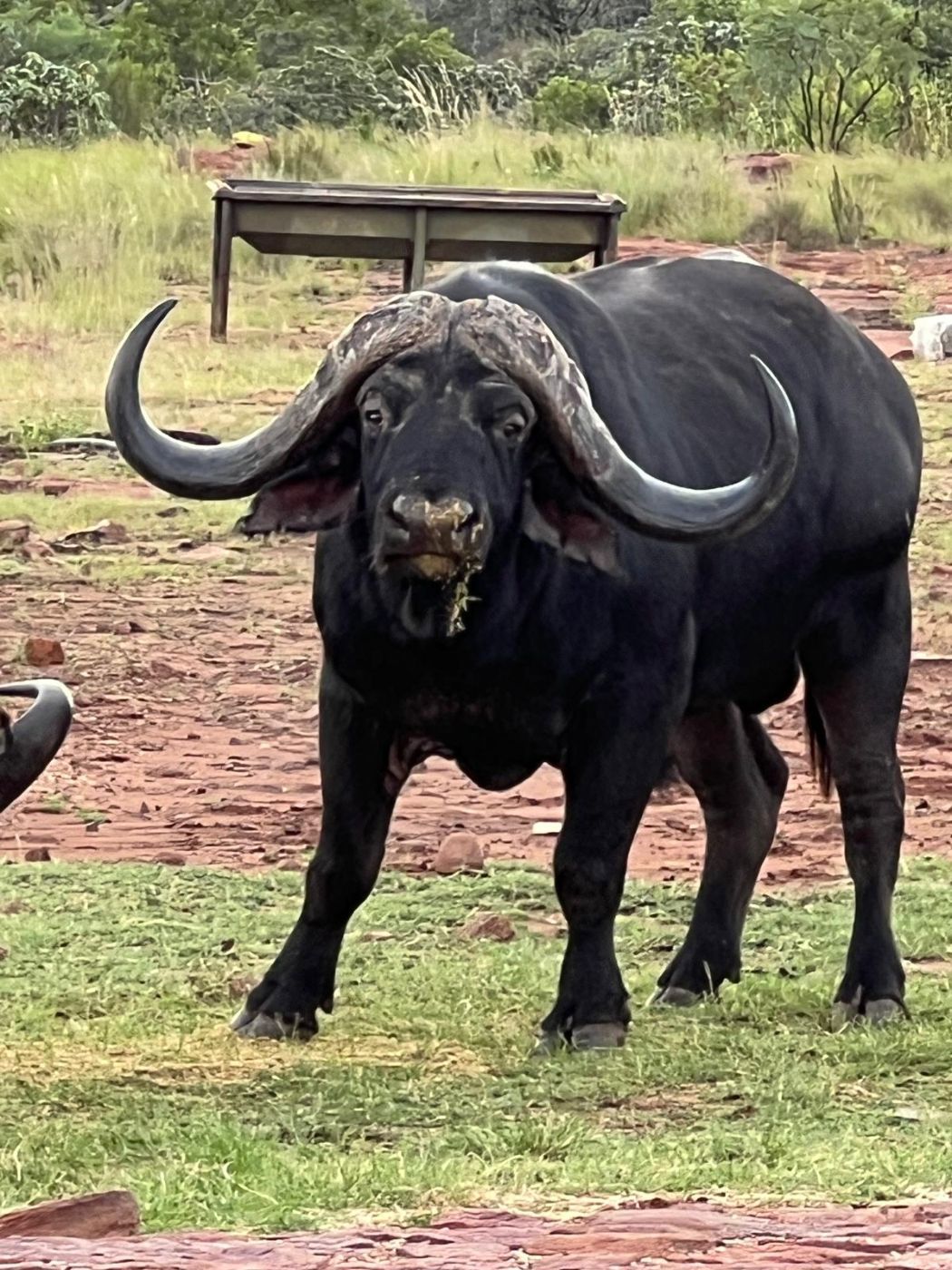 Game farm for sale in Modimolle Rural - 1MDM1710676