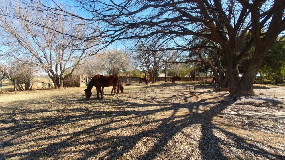 Smallholding for sale in Northdene, Vanderbijlpark - 1VT1711155