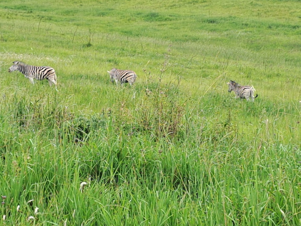 Vacant land for sale in Cathkin Park - 1PM1710993
