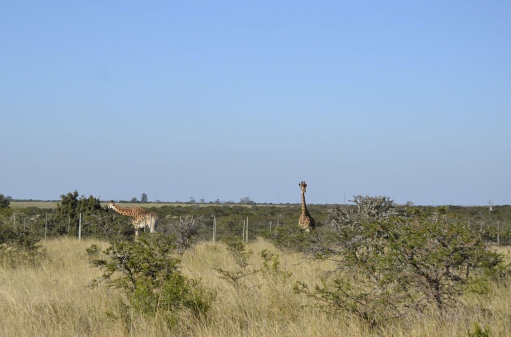 Vacant land for sale in Bathurst - 1PF1711049 Vacant land for sale in Bathurst - 1PF1711049