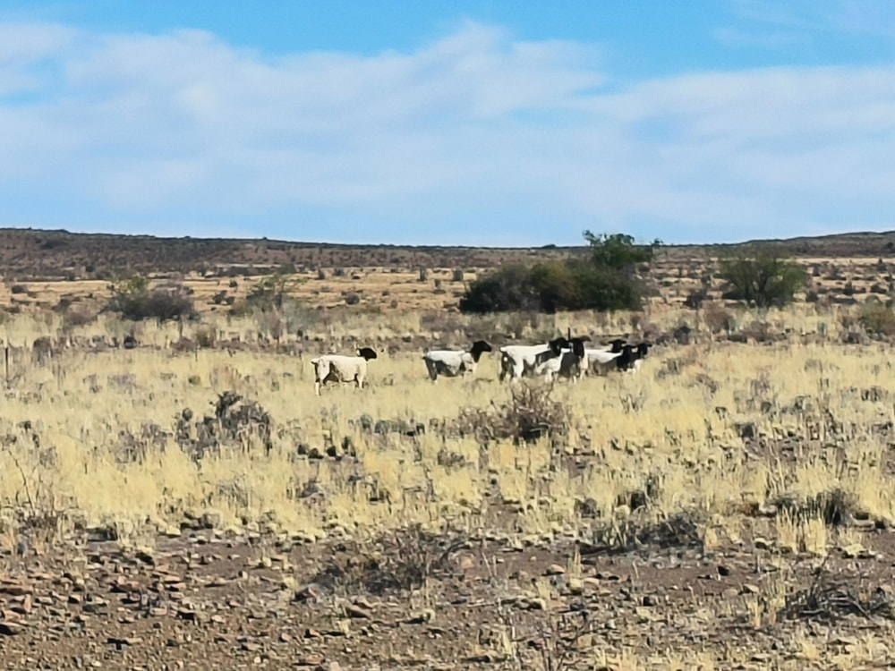 Livestock farm for sale in Beaufort West Rural - 1KK1711147