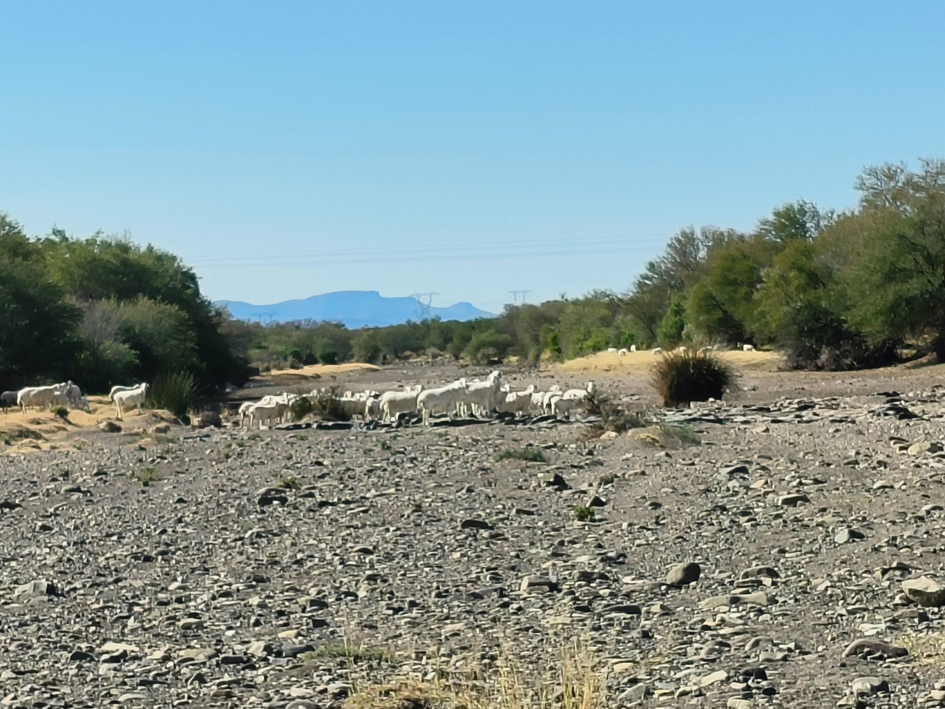 Livestock farm for sale in Beaufort West Rural - 1KK1711147