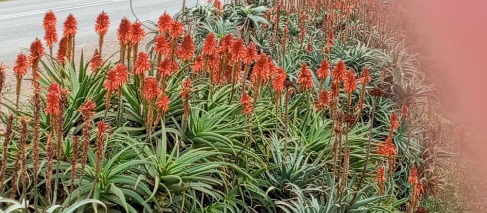 Vacant land for sale in Albertinia - 1SR1711419