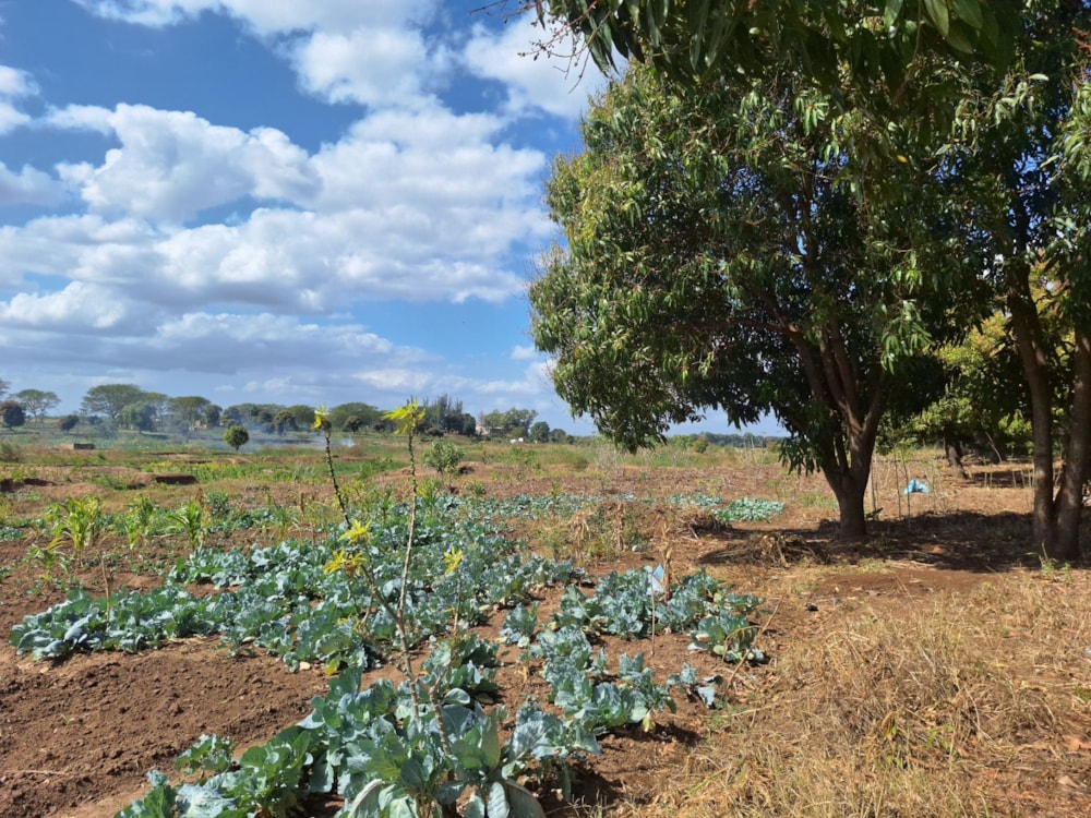 Farm vacant land for investment in Boane, Mozambique - 3MQ1715272 Farm vacant land for investment in Boane, Mozambique - 3MQ1715272