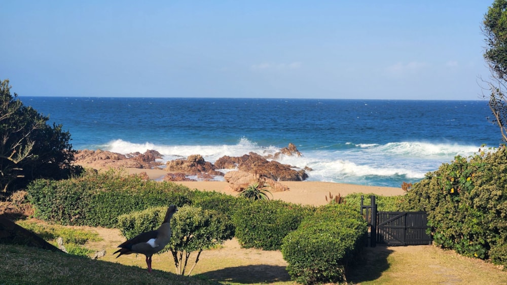 Apartment for sale in Hibberdene - 1PSH1712464