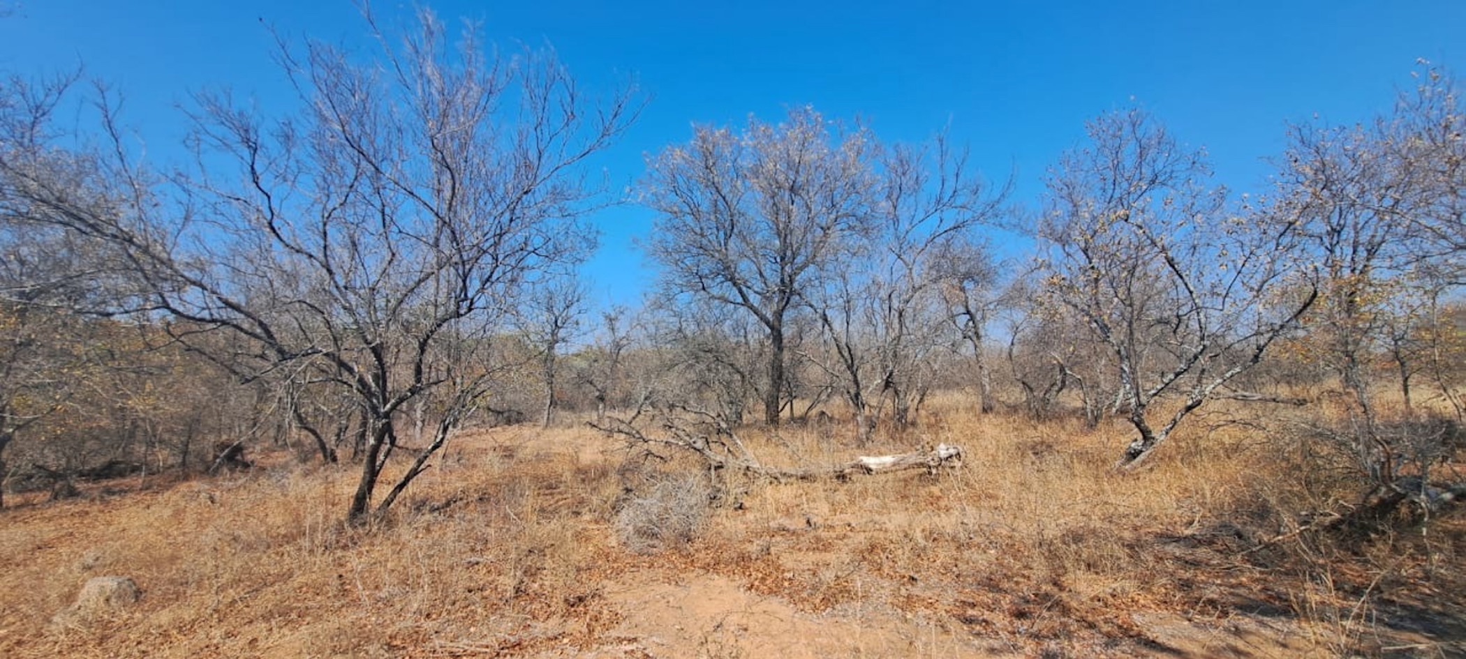 Vacant land for sale in Phalaborwa - 1PW1712455