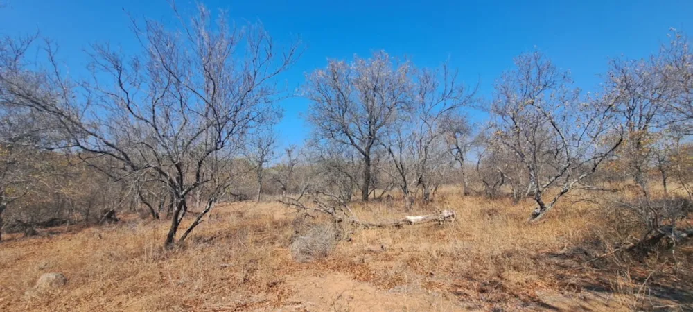 Vacant land sold in Phalaborwa - 1PW1712455 Vacant land sold in Phalaborwa - 1PW1712455