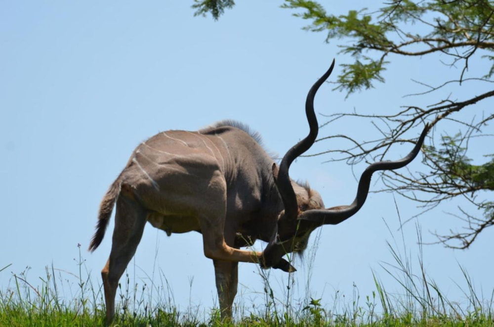 Vacant land for sale in Winterton, KwaZulu-Natal - 1PM1712452