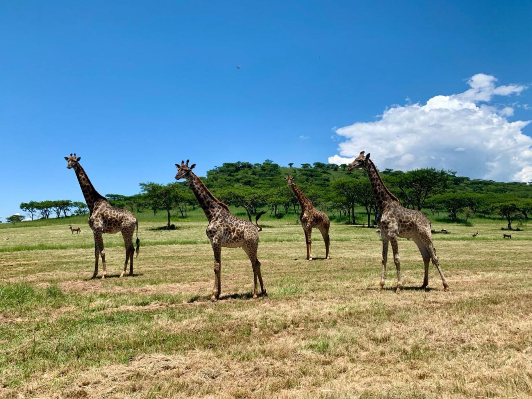 Vacant land for sale in Winterton, KwaZulu-Natal - 1PM1712452