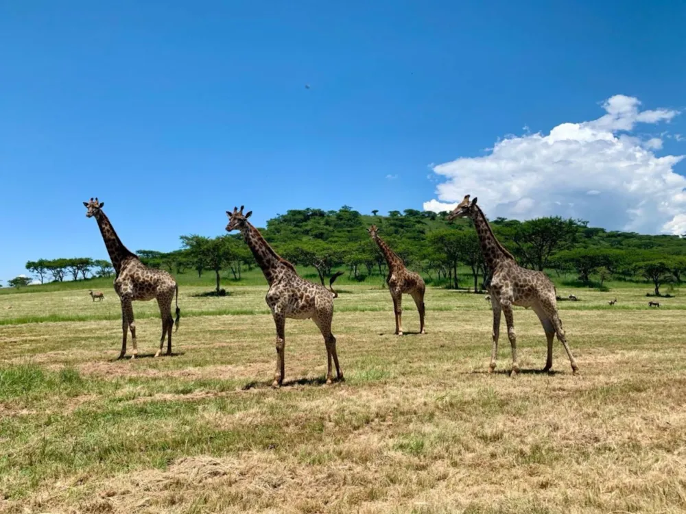 Vacant land for sale in Winterton, KwaZulu-Natal - 1PM1712452 Vacant land for sale in Winterton, KwaZulu-Natal - 1PM1712452