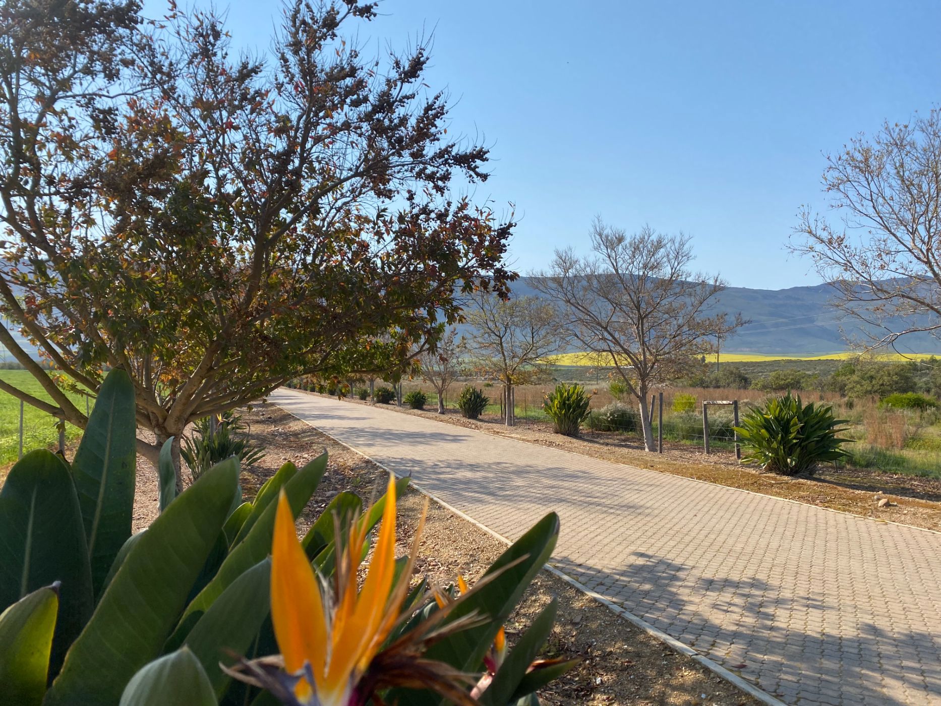 Olive farm for sale in Tulbagh - RV1712598
