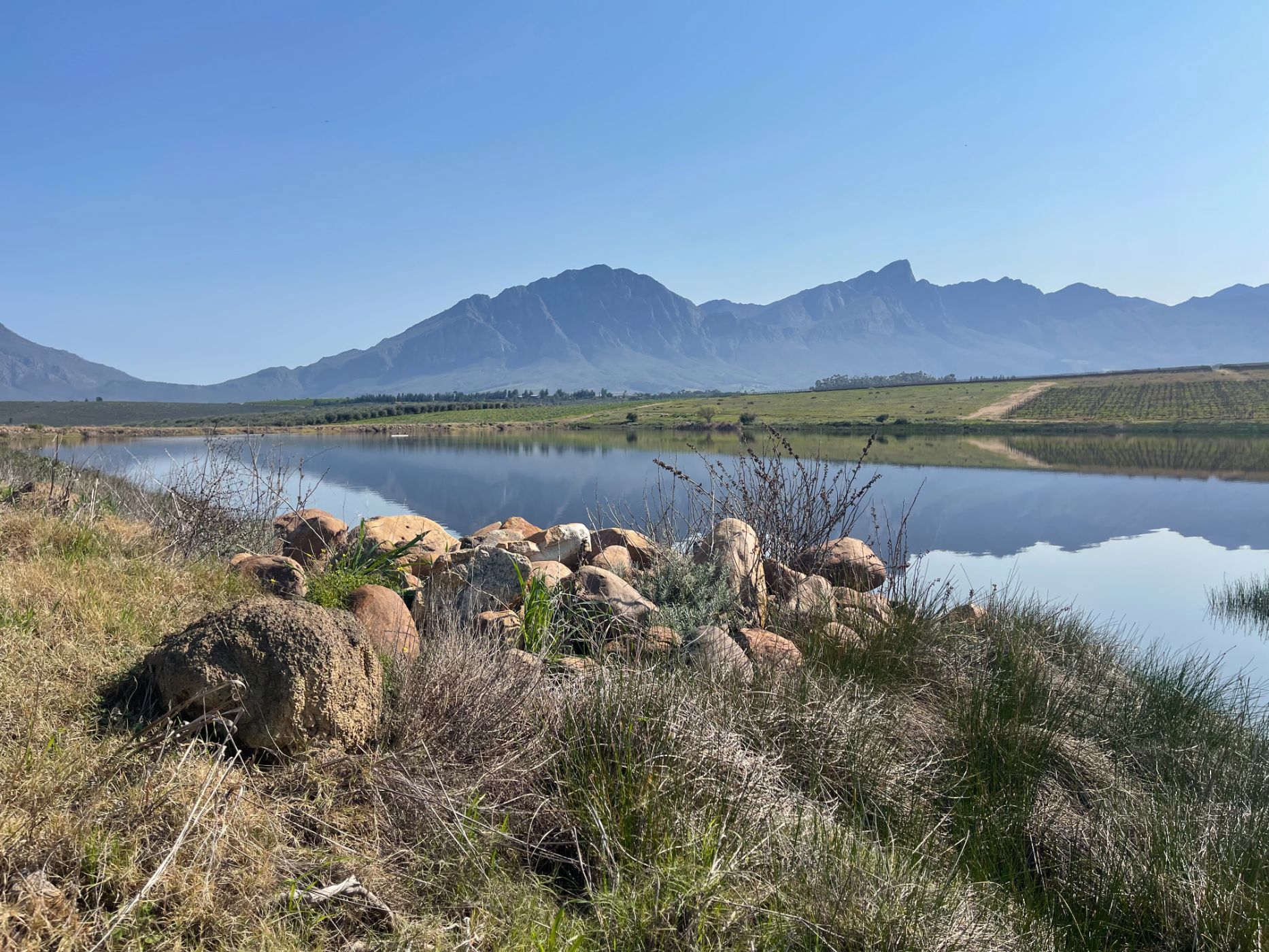 Olive farm for sale in Tulbagh - RV1712598