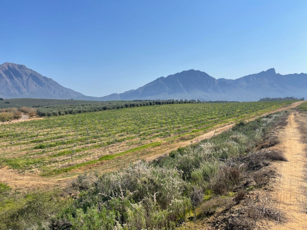Olive farm for sale in Tulbagh - RV1712598