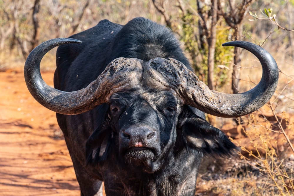 Game lodge for sale in Welgevonden - 1ER1712836