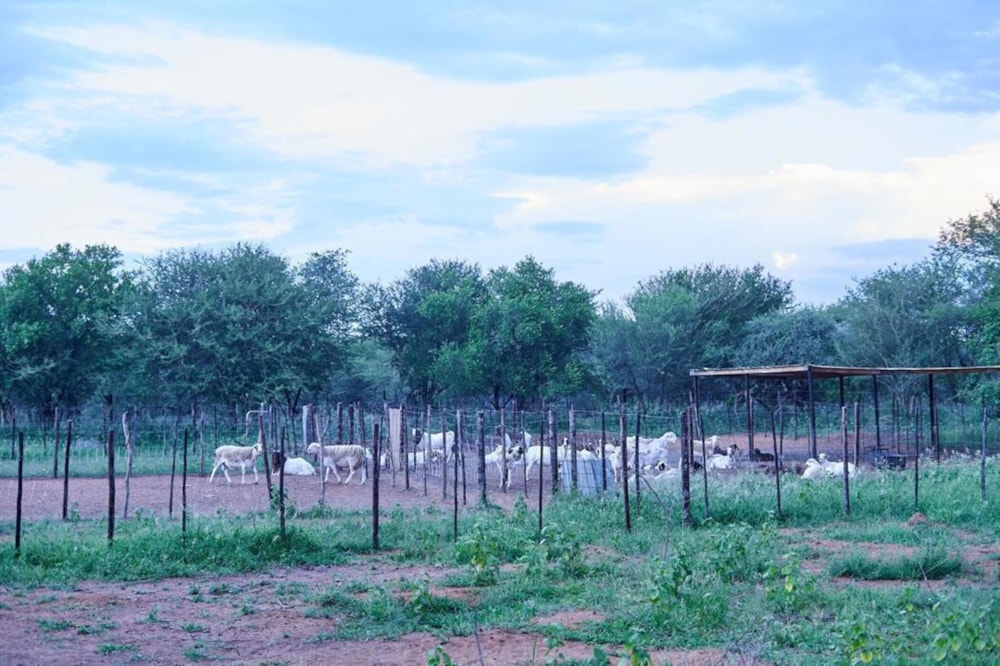 Mixed use farm for sale in Modipane , Botswana - 3BO1713006 Mixed use farm for sale in Modipane , Botswana - 3BO1713006