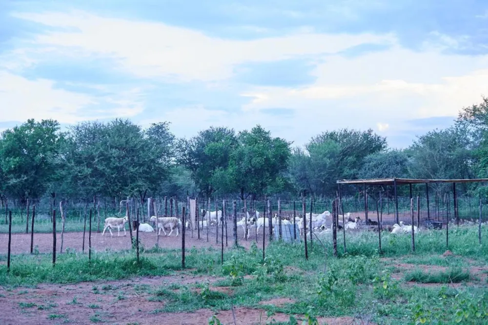 Mixed use farm for sale in Modipane , Botswana - 3BO1713006 Mixed use farm for sale in Modipane , Botswana - 3BO1713006