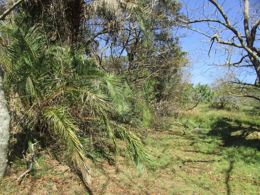 Vacant land for sale in Pennington - 1SI1712214 Vacant land for sale in Pennington - 1SI1712214