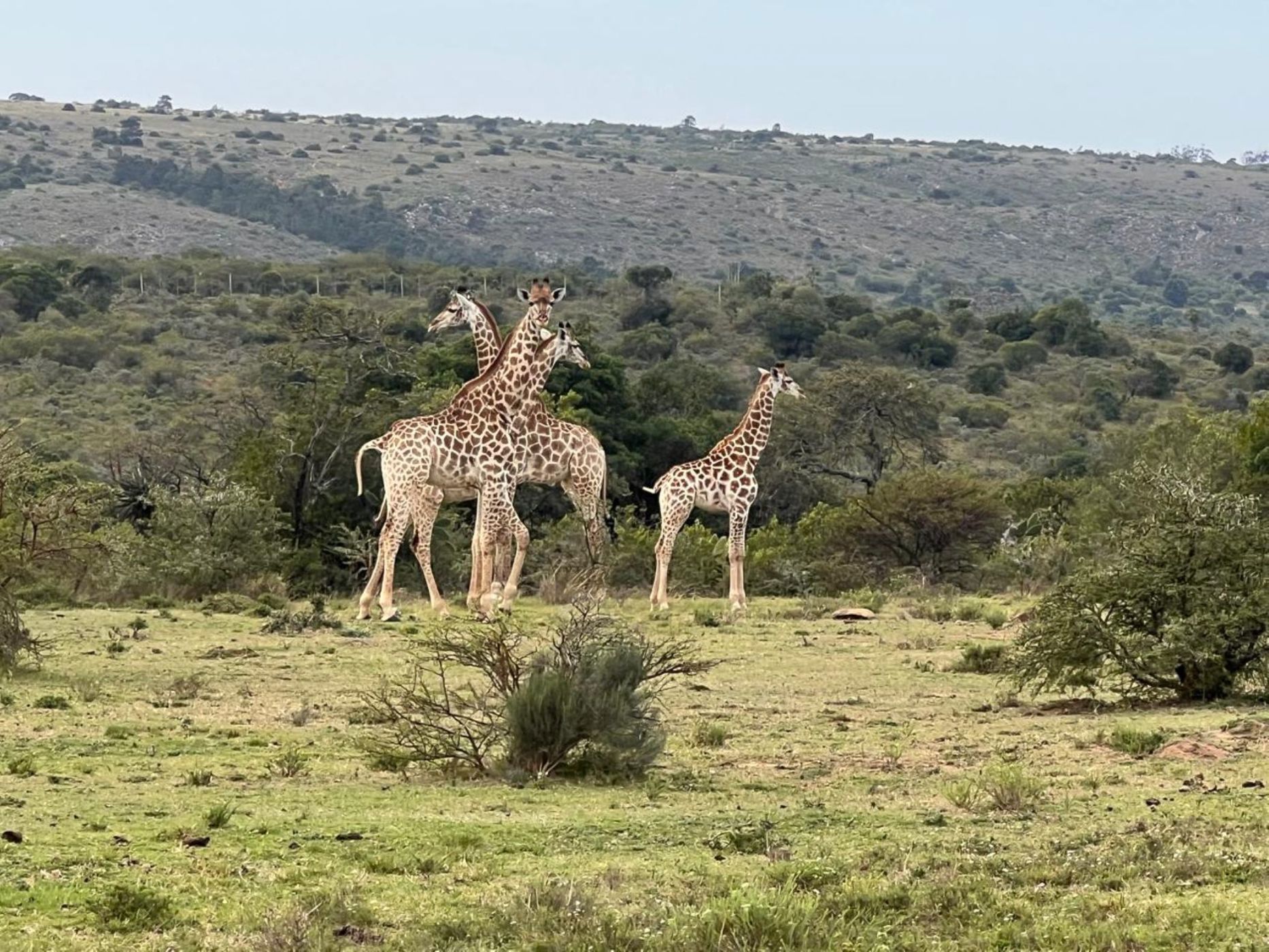 Game farm for sale in Grahamstown (Makhanda) - 1GC1733787