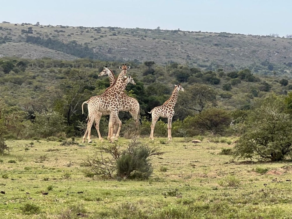 Game farm for sale in Grahamstown (Makhanda) - 1GC1693566