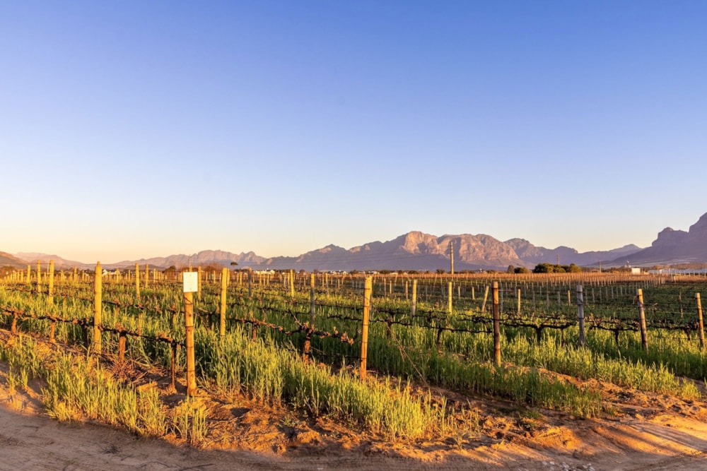 Farm vacant land for sale in Val de Vie Estate - VLV1710842 Farm vacant land for sale in Val de Vie Estate - VLV1710842