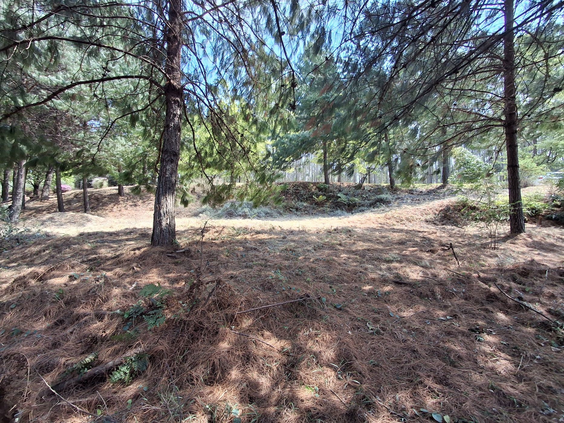 Vacant land for sale in Magoebaskloof - 1TA1636870