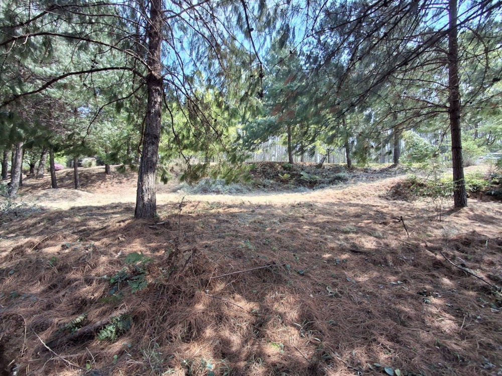 Vacant land for sale in Magoebaskloof - 1TA1636870