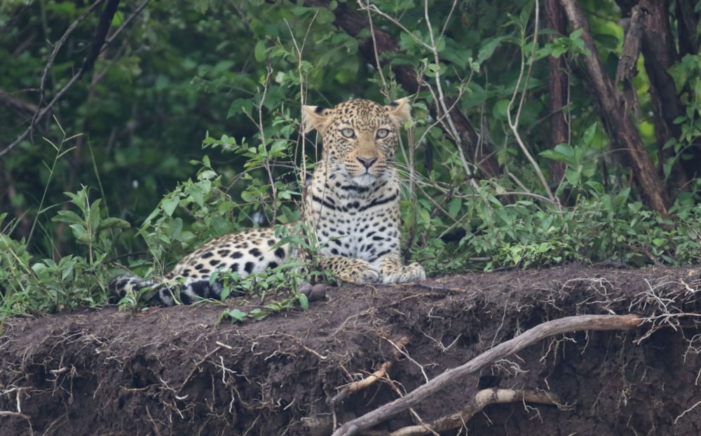 Vacant land for sale in Leadwood - 1HS1712934