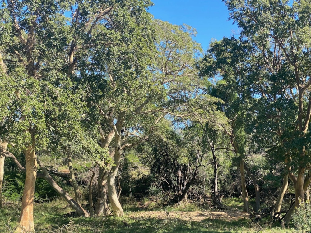 Vacant land for sale in Leadwood - 1HS1712934