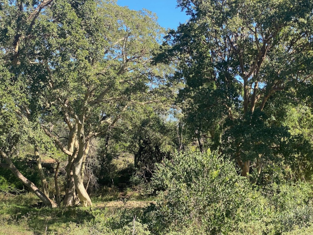 Vacant land for sale in Leadwood - 1HS1712934