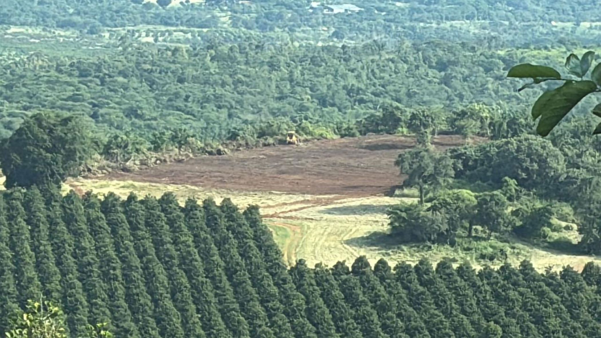 Fruit farm for sale in Tzaneen Rural - 1TA1713976