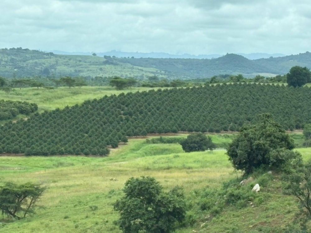 Fruit farm for sale in Tzaneen Rural - 1TA1713976 Fruit farm for sale in Tzaneen Rural - 1TA1713976