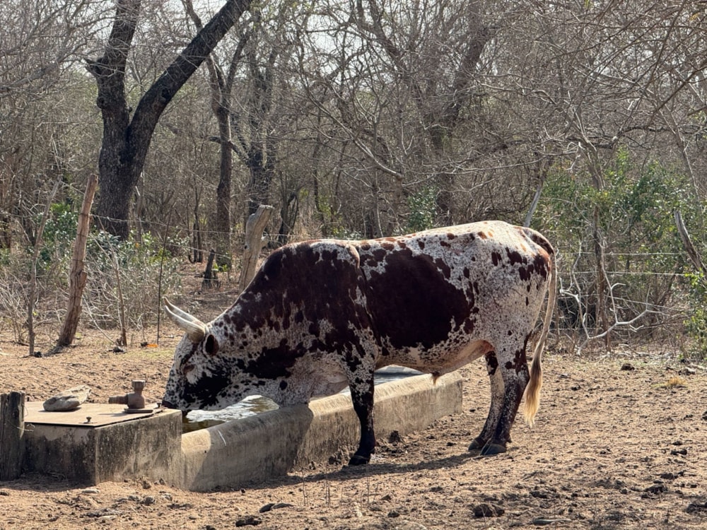 Livestock farm for sale in Hectorspruit - 1NK1713713 Livestock farm for sale in Hectorspruit - 1NK1713713