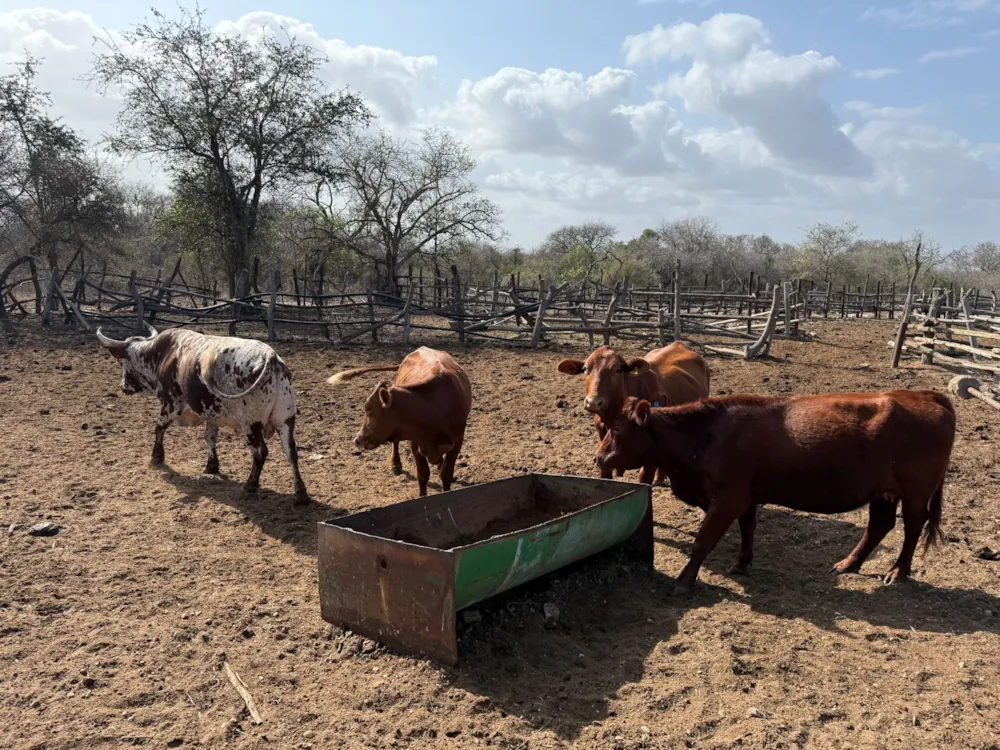 Livestock farm sold in Hectorspruit - 1NK1713713 Livestock farm sold in Hectorspruit - 1NK1713713
