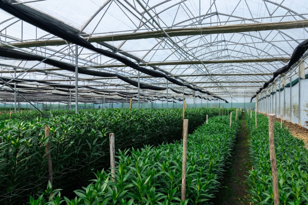 Flower farm for sale in Harkerville - 1KG1714624 Flower farm for sale in Harkerville - 1KG1714624