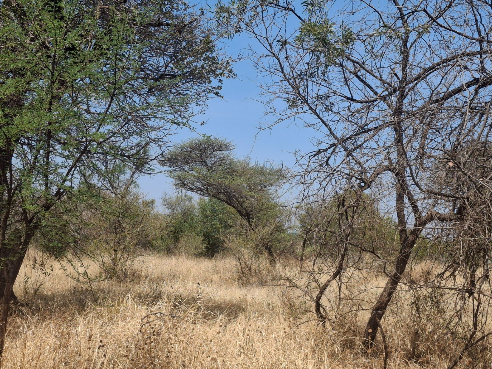 Livestock farm for sale in Zeerust - 1RU1715296