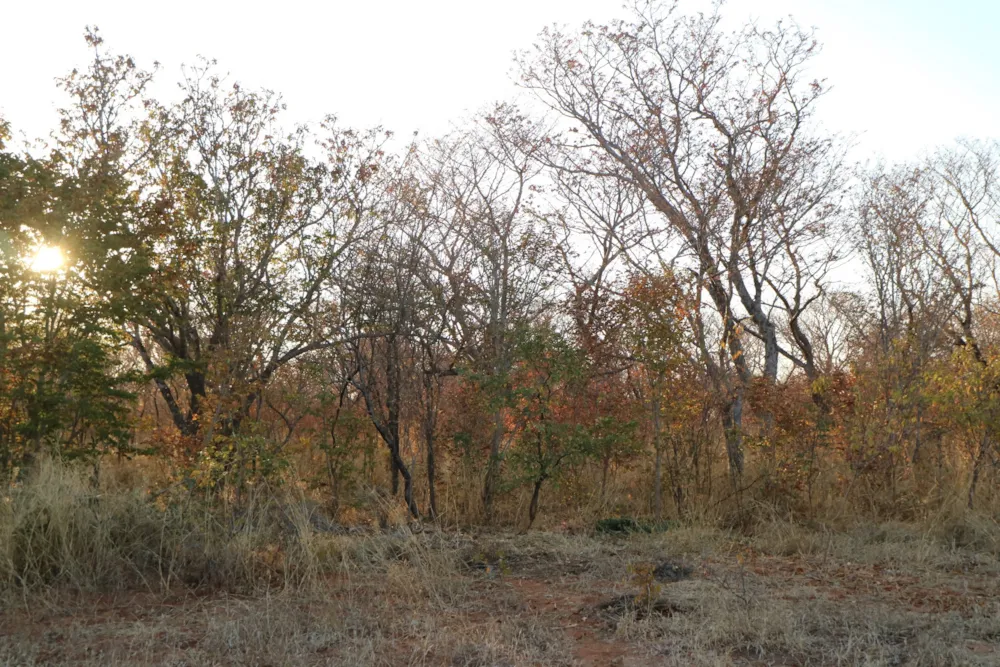 Vacant land for sale in Victoria Falls, Zimbabwe - 3ZB1715927 Vacant land for sale in Victoria Falls, Zimbabwe - 3ZB1715927
