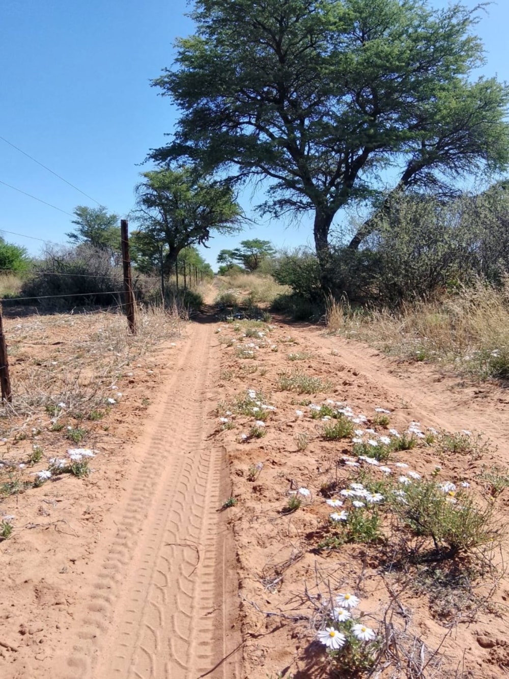 Livestock farm for sale in Van Zylsrus Farms - 1RN1716232 Livestock farm for sale in Van Zylsrus Farms - 1RN1716232