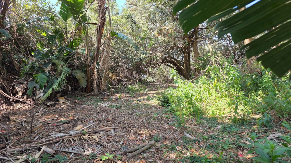 Residential vacant land for sale in Trafalgar - 1PD1711396