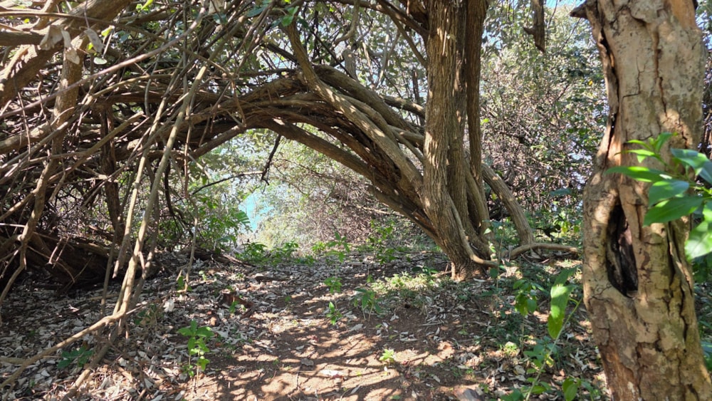 Residential vacant land for sale in Trafalgar - 1PD1711396