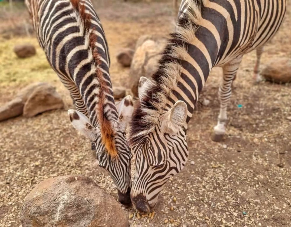 House to rent in Marloth Park - 1NK1644266 House to rent in Marloth Park - 1NK1644266