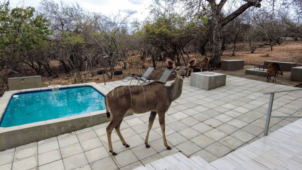 House for sale in Marloth Park - 1NK1716041 House for sale in Marloth Park - 1NK1716041