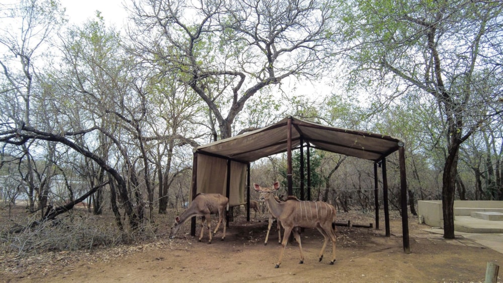 House for sale in Marloth Park - 1NK1715987 House for sale in Marloth Park - 1NK1715987