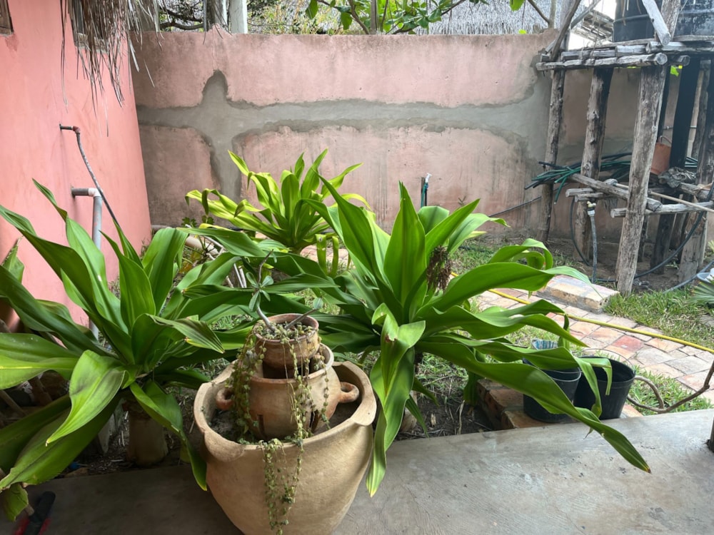 House for sale in Praia do Tofo, Mozambique - 3MQ1644189 House for sale in Praia do Tofo, Mozambique - 3MQ1644189